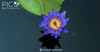 Blue Lotus: 5 Common Myths Busted