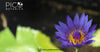 How Blue Lotus Flower May Enhance Lucid Dreams