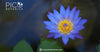 Picobotanica's Guide to Blue Lotus for Dream Exploration